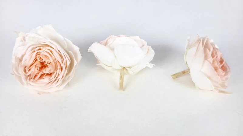 Englische Rosen konserviert Elena Earth Matters - 6 Köpfe - White peach 370
