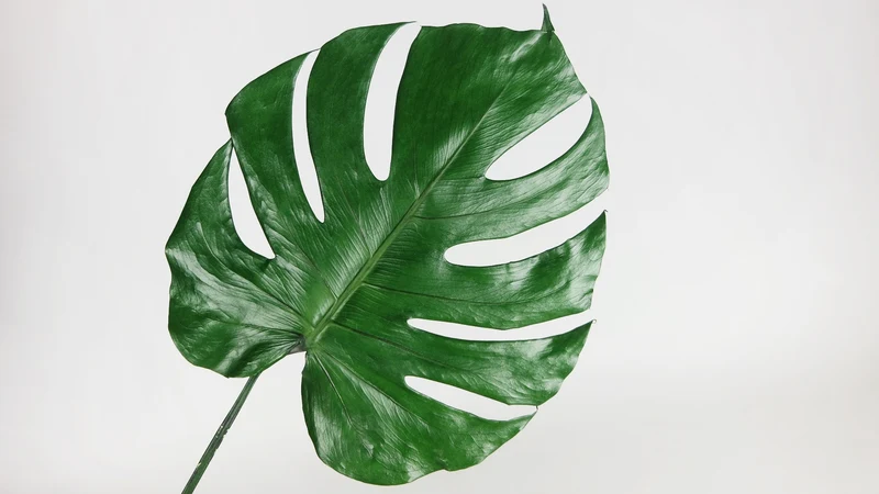 Monstera konserviert Earth Matters - 3 große Blätter - Grün