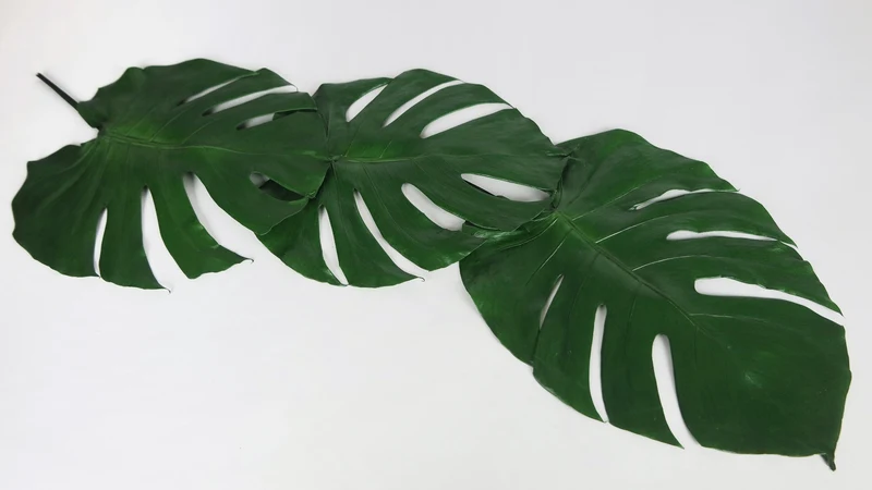 Monstera konserviert Earth Matters - 3 große Blätter - Grün