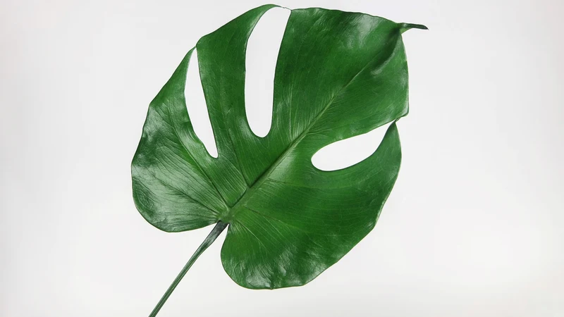 Monstera konserviert Earth Matters - 3 kleine Blätter - Grün