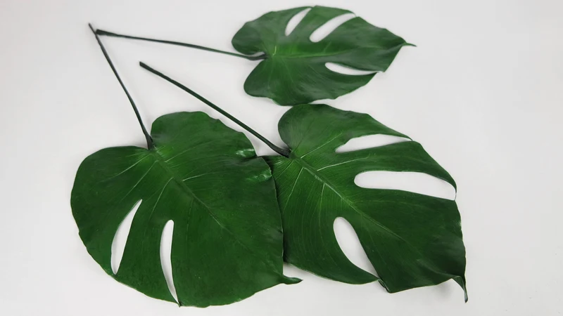 Monstera konserviert Earth Matters - 3 kleine Blätter - Grün