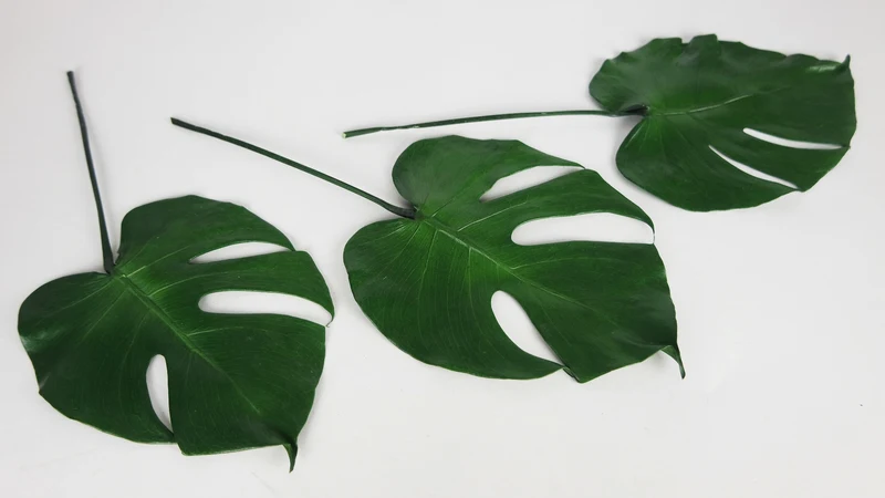 Monstera konserviert Earth Matters - 3 kleine Blätter - Grün