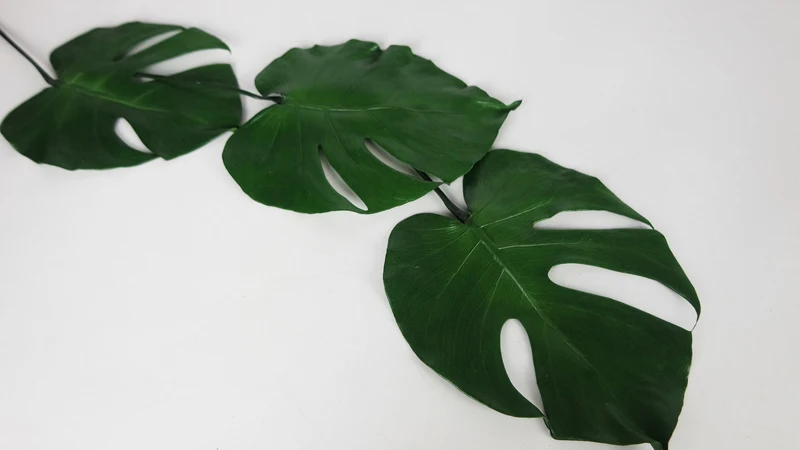 Monstera konserviert Earth Matters - 3 kleine Blätter - Grün