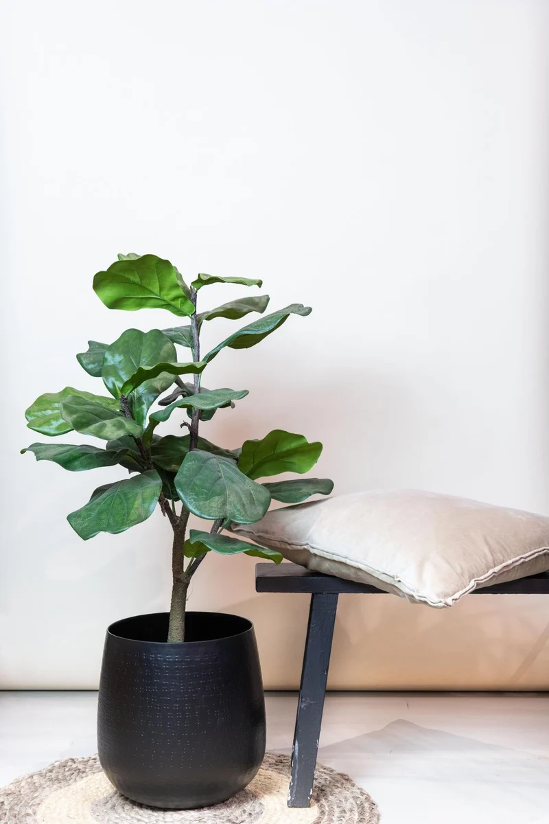 Kunstpflanze Ficus Lyrata (Tabakspflanze/Geigenfeige) 90–180 cm
