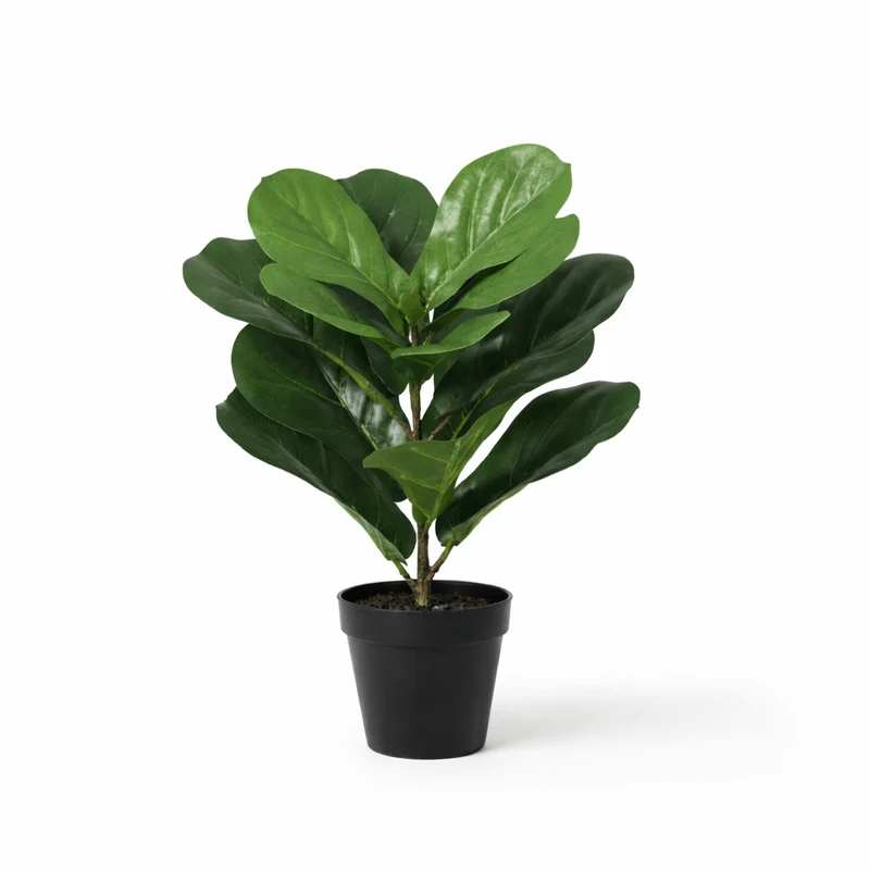 Künstliche Ficus lyrata (Geigenfeige) 40, 150 & 180 cm