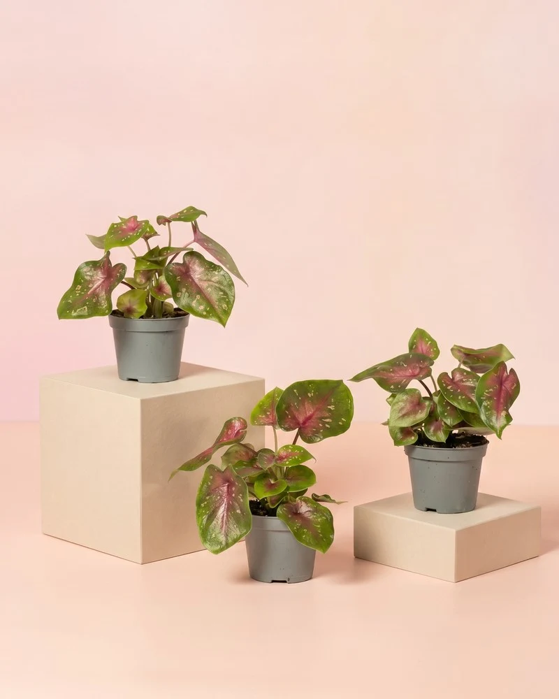 Baby Caladium 'Casey' (3er Set)