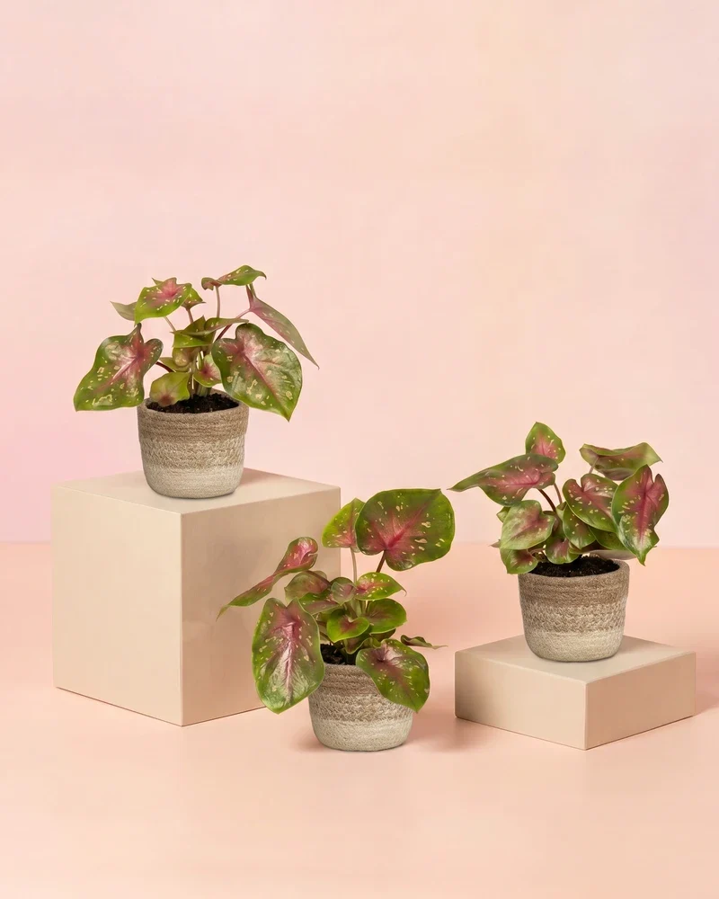 Baby Caladium 'Casey' (3er Set)