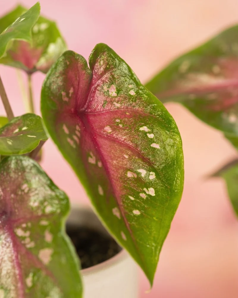 Baby Caladium 'Casey' (3er Set)