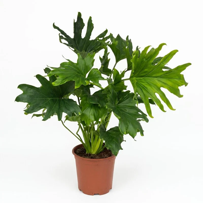 Philodendron Lickety Split kaufen | Zimmerpflanze – Topf Ø 19 cm, Höhe 70 cm