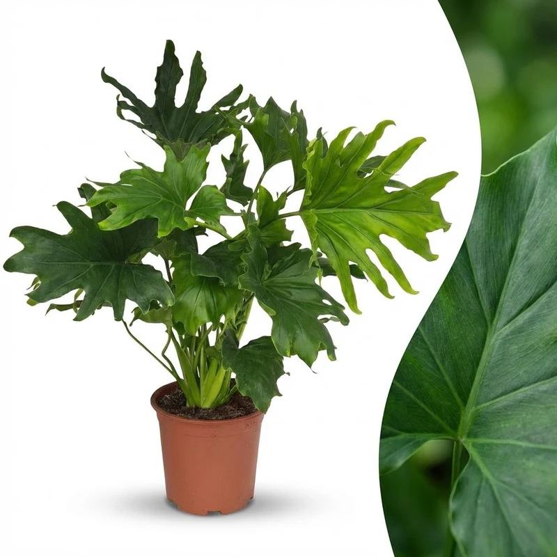Philodendron Lickety Split kaufen | Zimmerpflanze – Topf Ø 19 cm, Höhe 70 cm