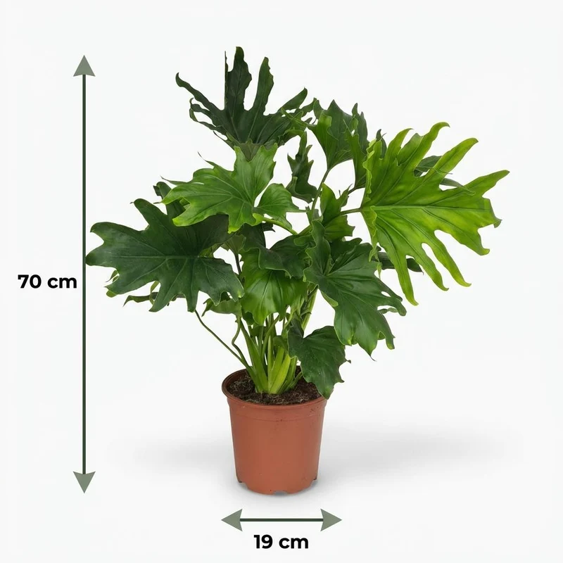 Philodendron Lickety Split kaufen | Zimmerpflanze – Topf Ø 19 cm, Höhe 70 cm