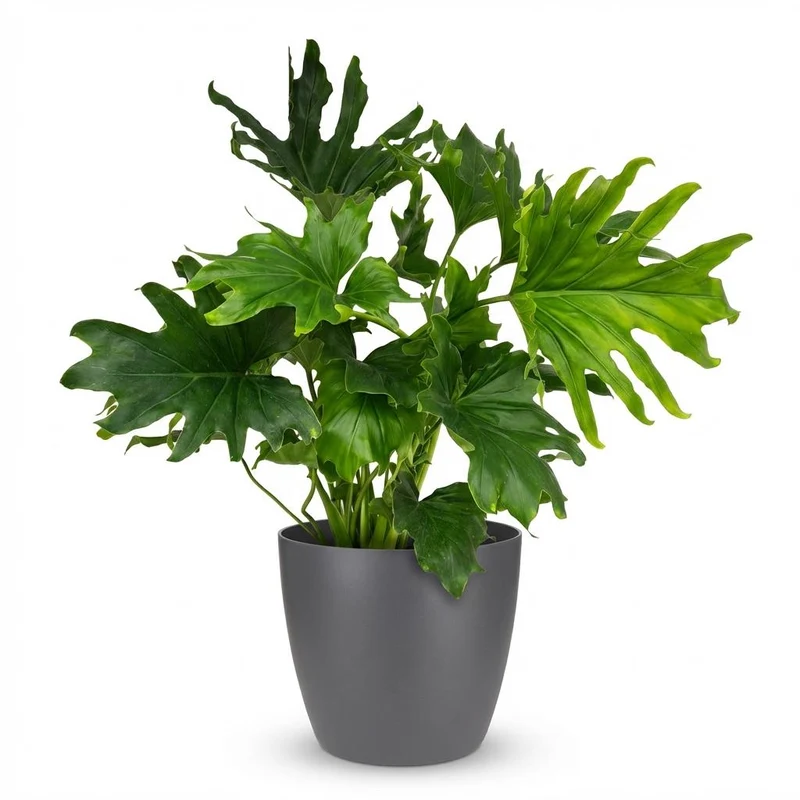 Philodendron Lickety Split kaufen | Zimmerpflanze – Topf Ø 19 cm, Höhe 70 cm
