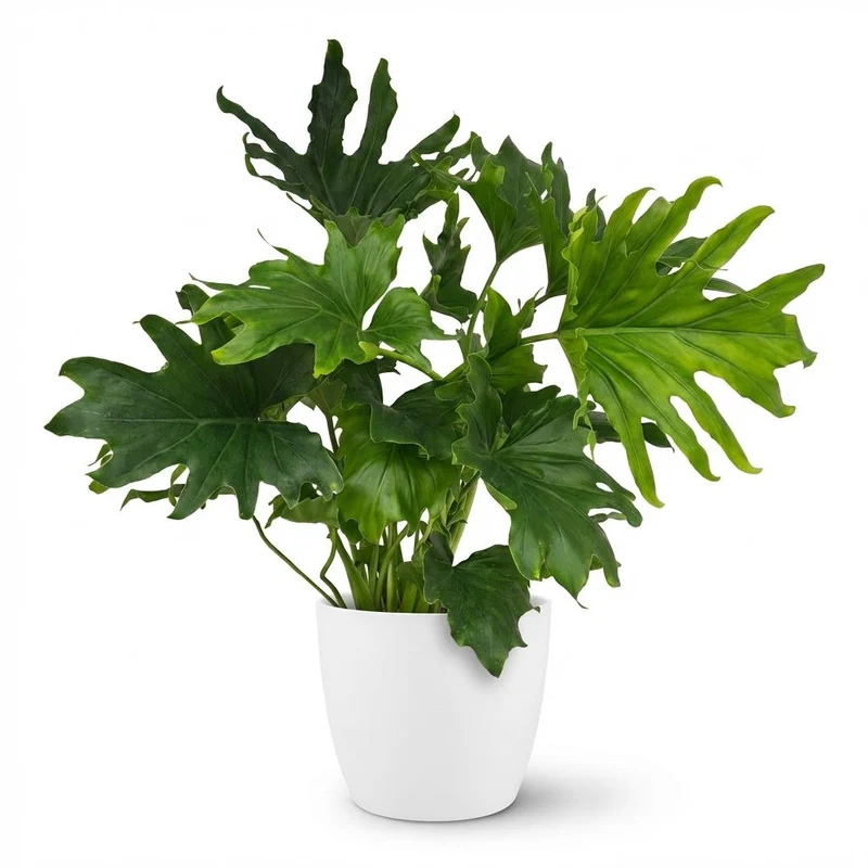 Philodendron Lickety Split kaufen | Zimmerpflanze – Topf Ø 19 cm, Höhe 70 cm