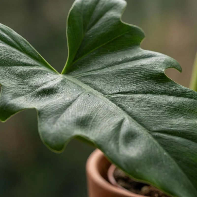 Philodendron Lacerum kaufen | Zimmerpflanze – Topf Ø 19 cm, Höhe 65 cm