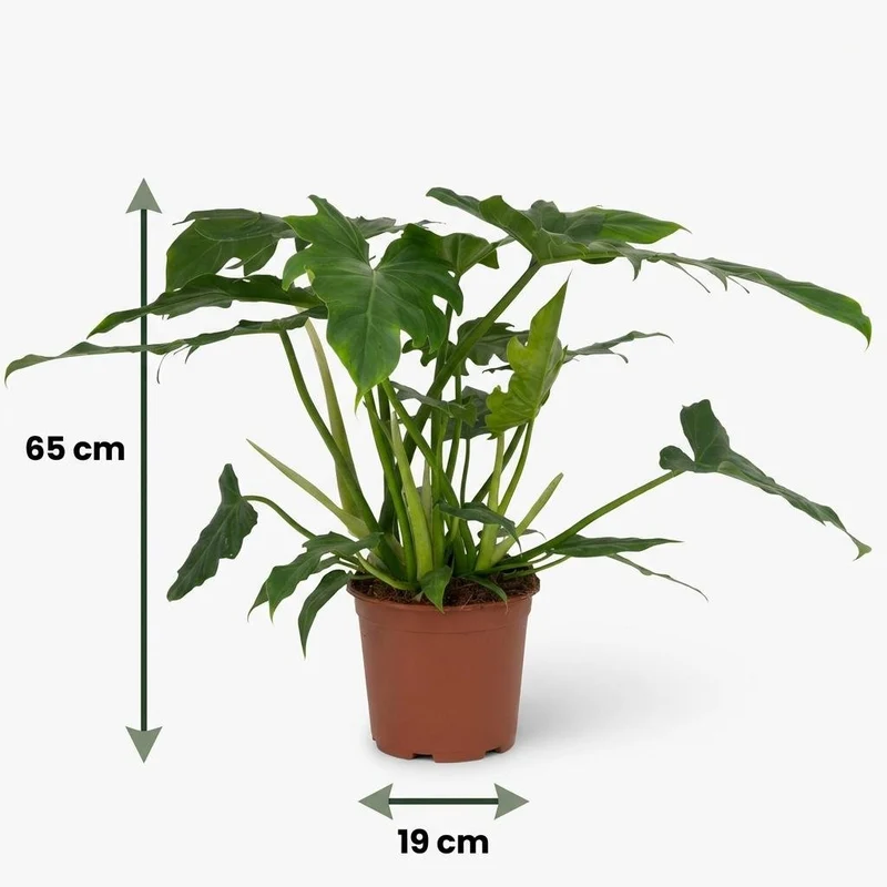 Philodendron Lacerum kaufen | Zimmerpflanze – Topf Ø 19 cm, Höhe 65 cm