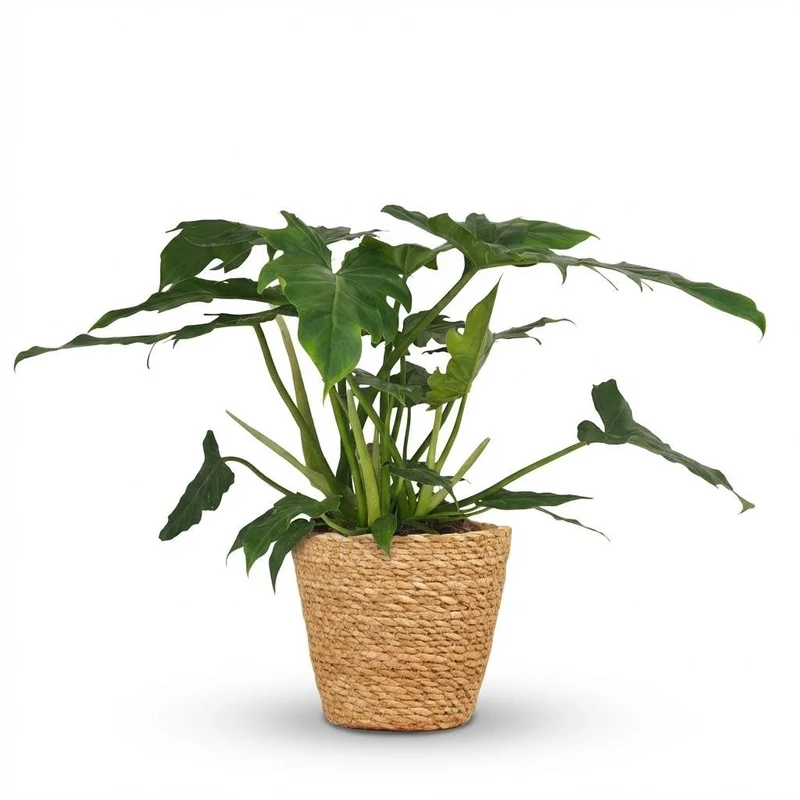 Philodendron Lacerum kaufen | Zimmerpflanze – Topf Ø 19 cm, Höhe 65 cm