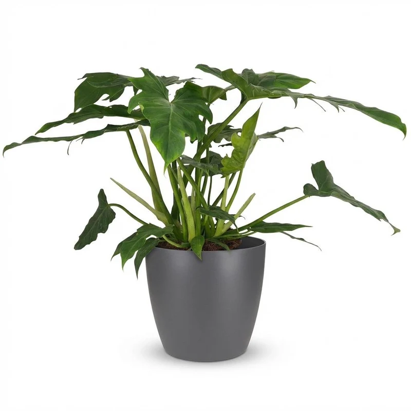 Philodendron Lacerum kaufen | Zimmerpflanze – Topf Ø 19 cm, Höhe 65 cm