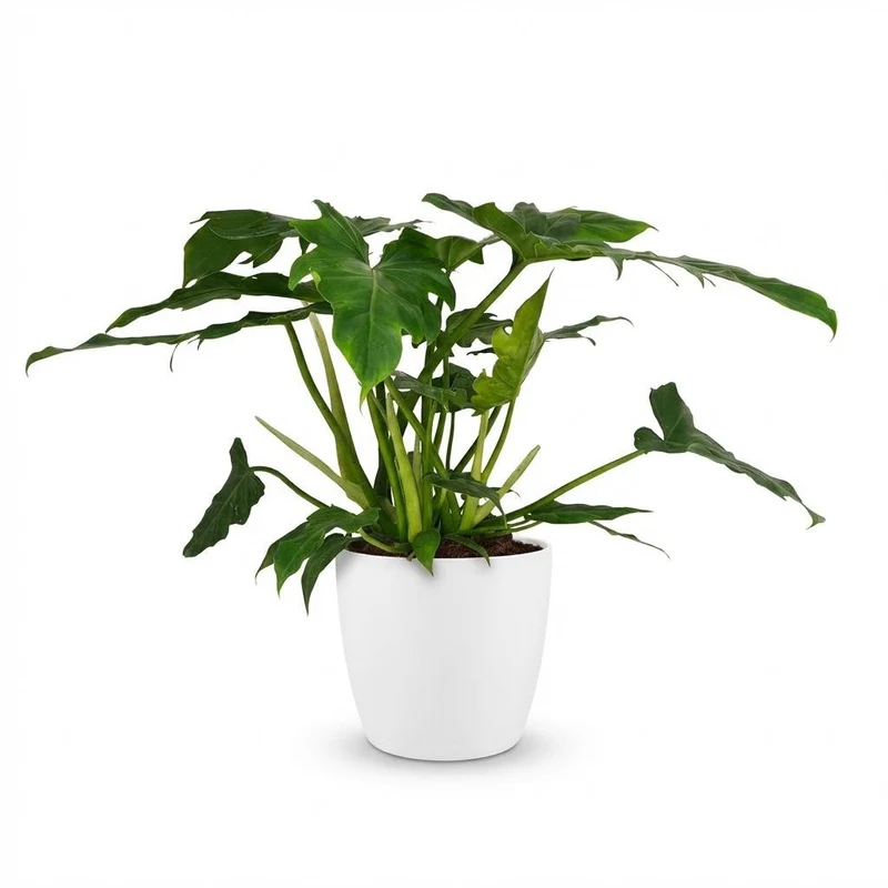 Philodendron Lacerum kaufen | Zimmerpflanze – Topf Ø 19 cm, Höhe 65 cm