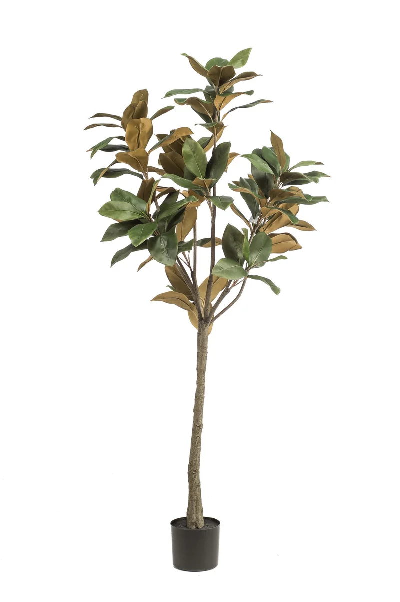 Kunstpflanze - Magnolia Grandiflora (150cm, 180cm)