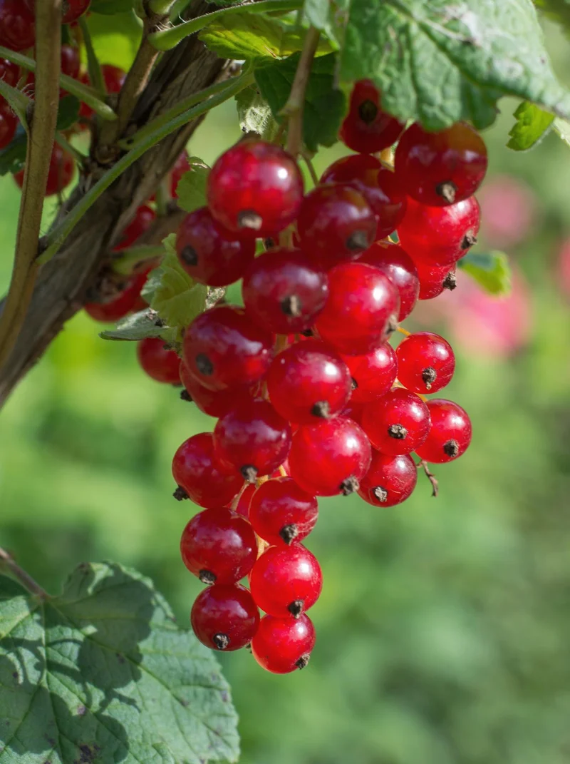 Rote Johannisbeere ‘Jonkheer van Tets’ Ø13 cm ca. 45 cm