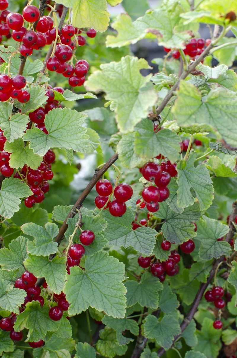 Rote Johannisbeere ‘Jonkheer van Tets’ Ø13 cm ca. 45 cm
