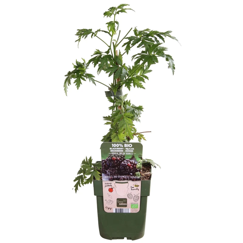 Dornenlose Brombeere ‘Thornless Evergreen’ Ø13 cm ca. 45 cm