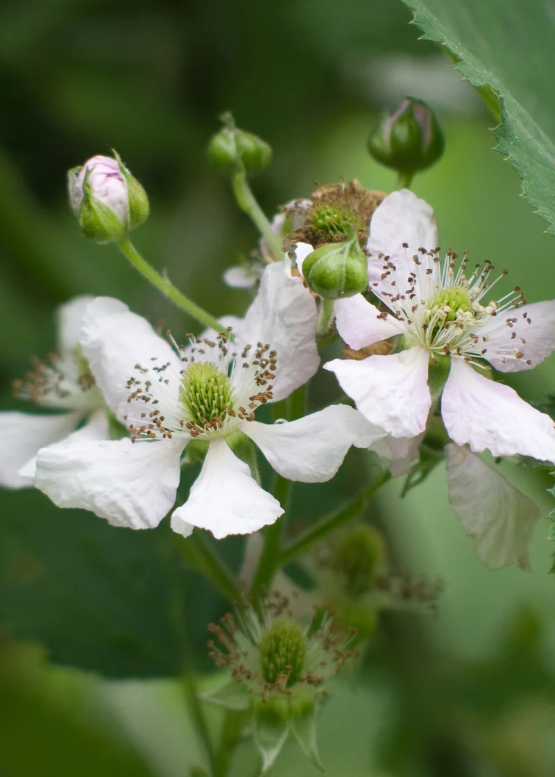 Dornenlose Brombeere ‘Thornless Evergreen’ Ø13 cm ca. 45 cm