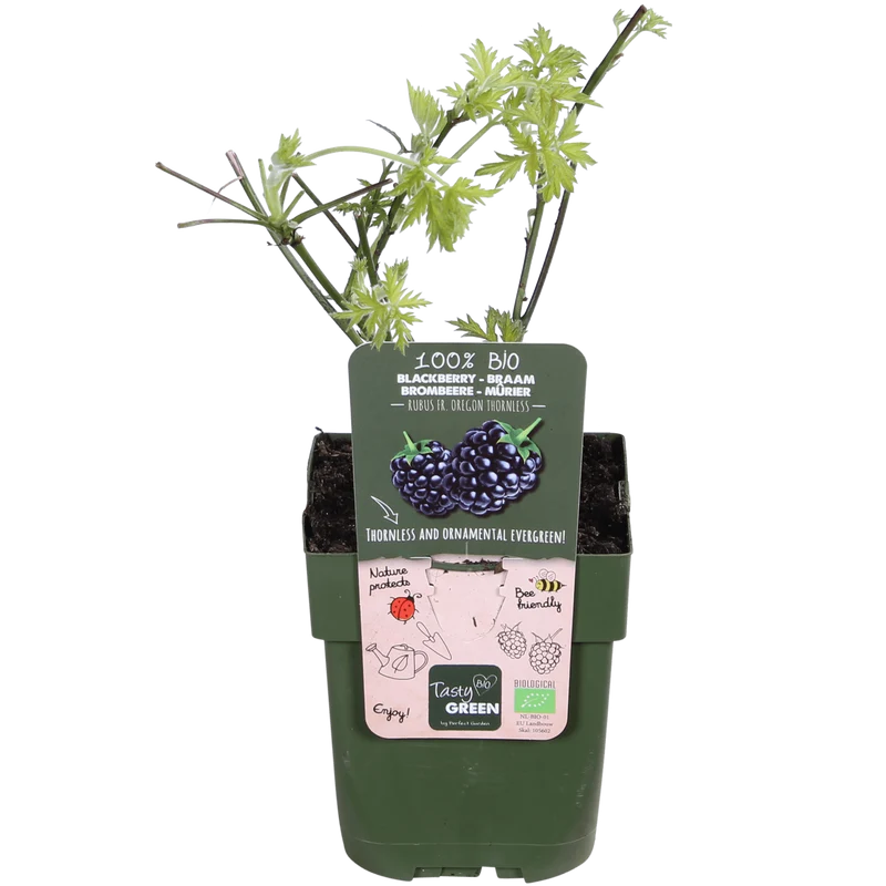 Dornenlose Brombeere ‘Thornless Evergreen’ Ø13 cm ca. 45 cm