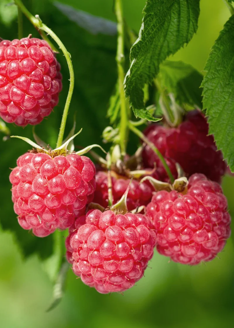 Himbeere ‚Malling Promise' kaufen – Sommer-Himbeere im Ø 13 cm Topf