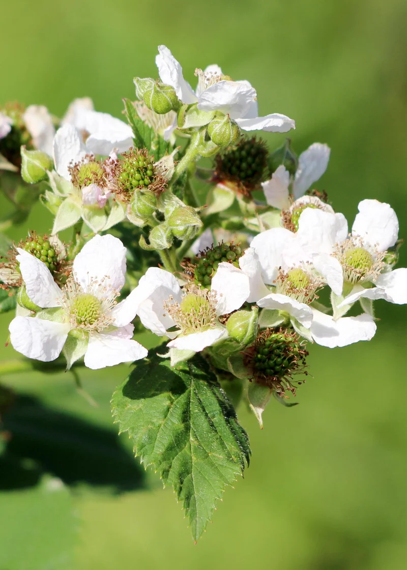 Himbeere ‚Malling Promise' kaufen – Sommer-Himbeere im Ø 13 cm Topf