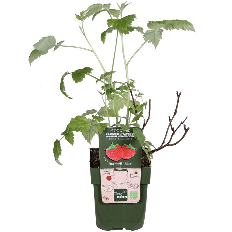 Himbeere ‚Malling Promise' kaufen – Sommer-Himbeere im Ø 13 cm Topf