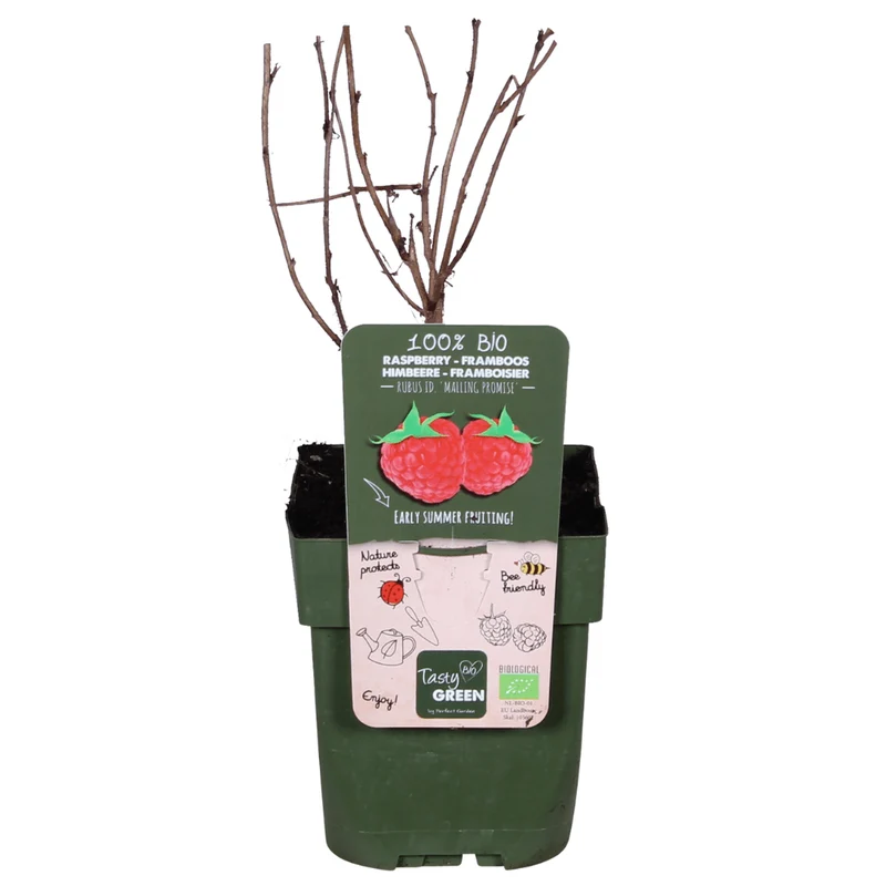 Himbeere ‚Malling Promise' kaufen – Sommer-Himbeere im Ø 13 cm Topf
