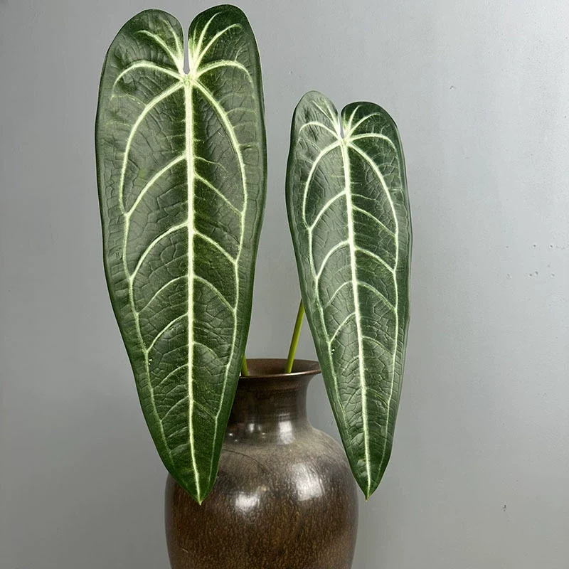 2 Stück Anthurium clarinervium Kunstpflanze, 88 cm Länge, Real-Touch Blätter, für Vasen, Home Decor, Hochzeiten, Einzelhandel
