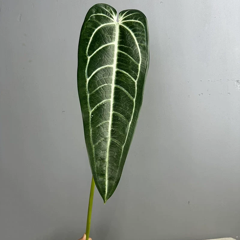 2 Stück Anthurium clarinervium Kunstpflanze, 88 cm Länge, Real-Touch Blätter, für Vasen, Home Decor, Hochzeiten, Einzelhandel