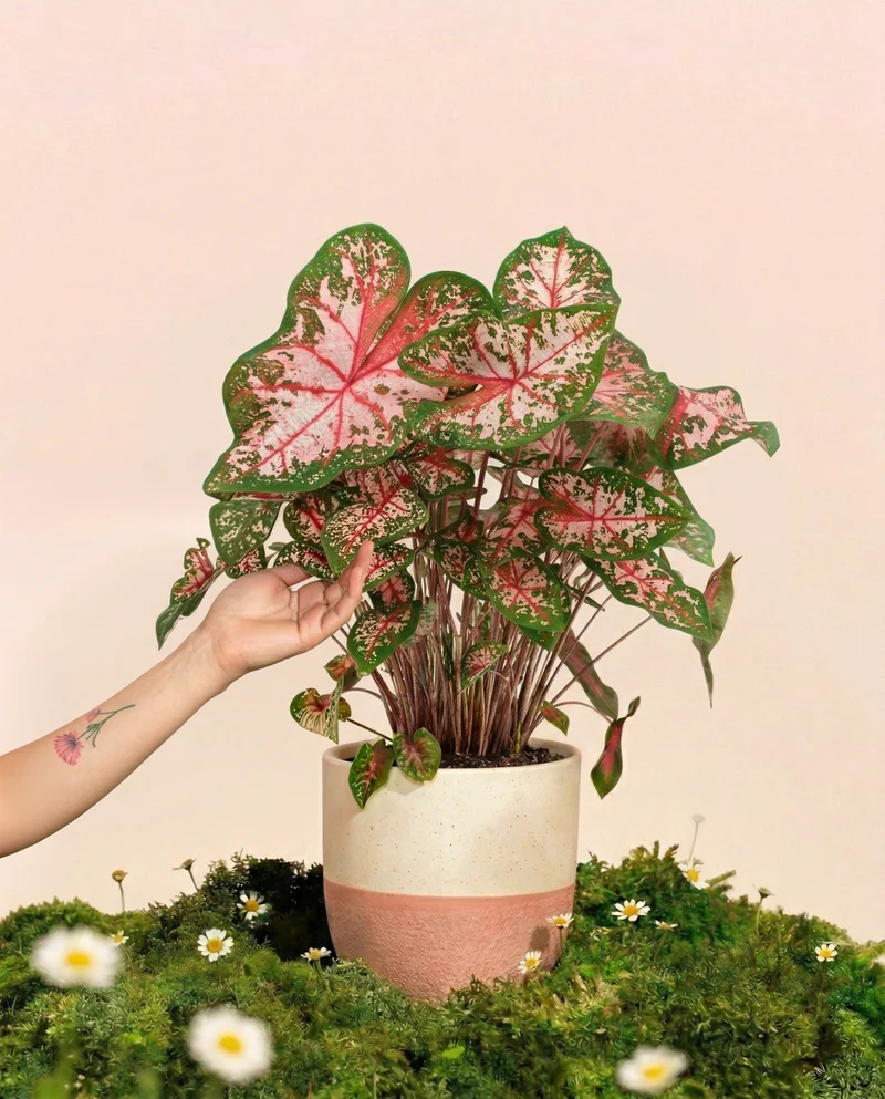 Caladium 'Carolyn Whorton'