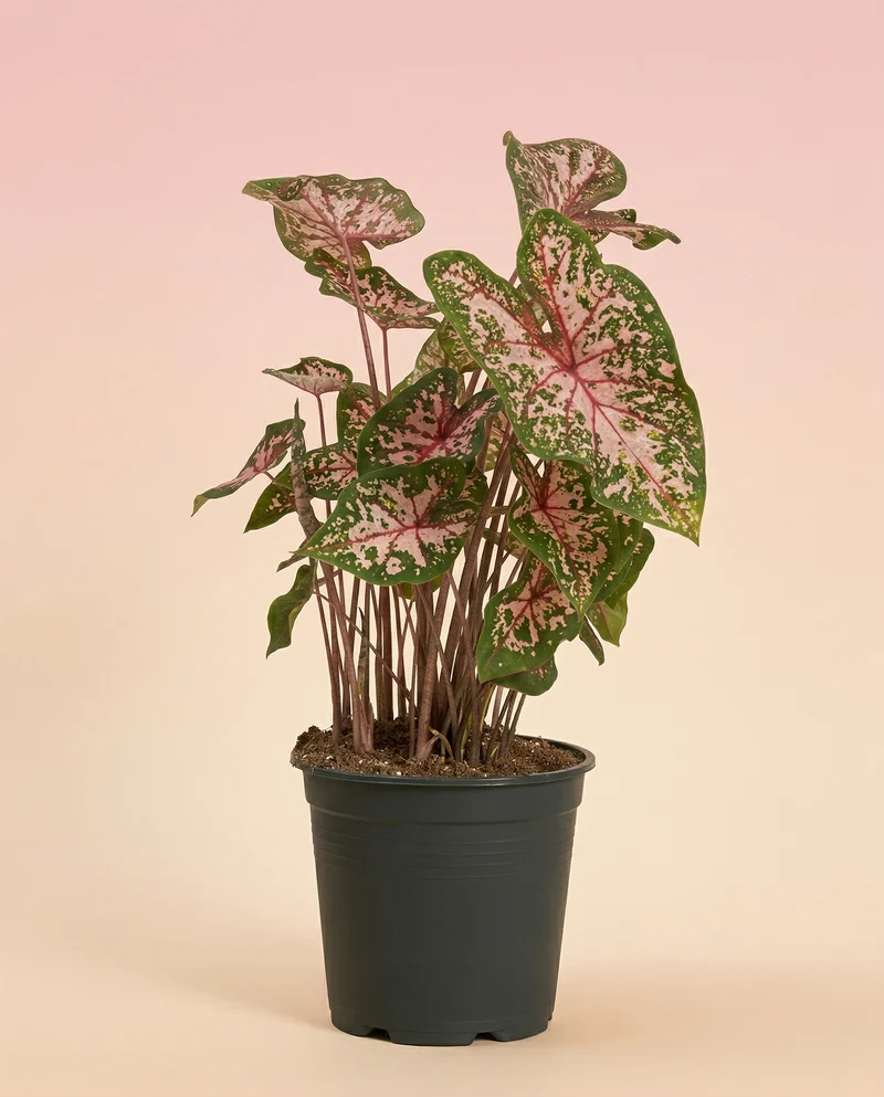 Caladium 'Carolyn Whorton'