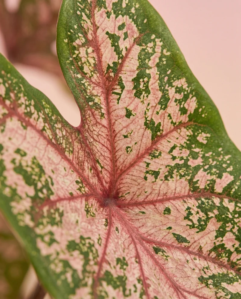 Caladium 'Carolyn Whorton'