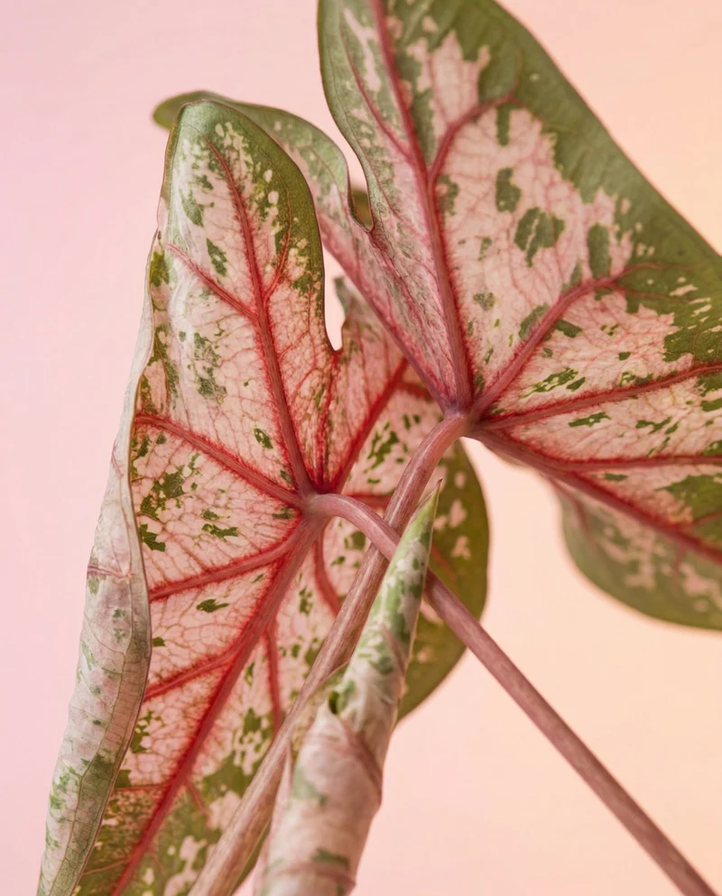 Caladium 'Carolyn Whorton'