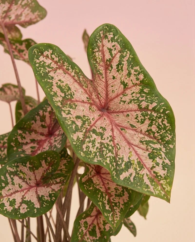 Caladium 'Carolyn Whorton'