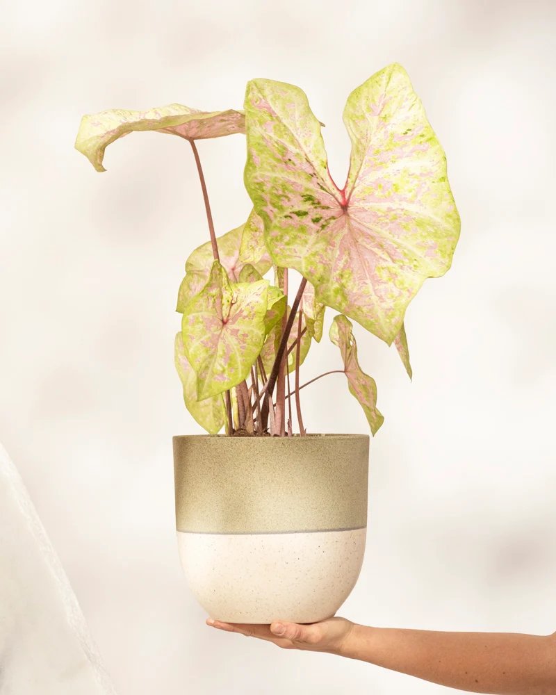 Caladium 'Seafoam Pink'