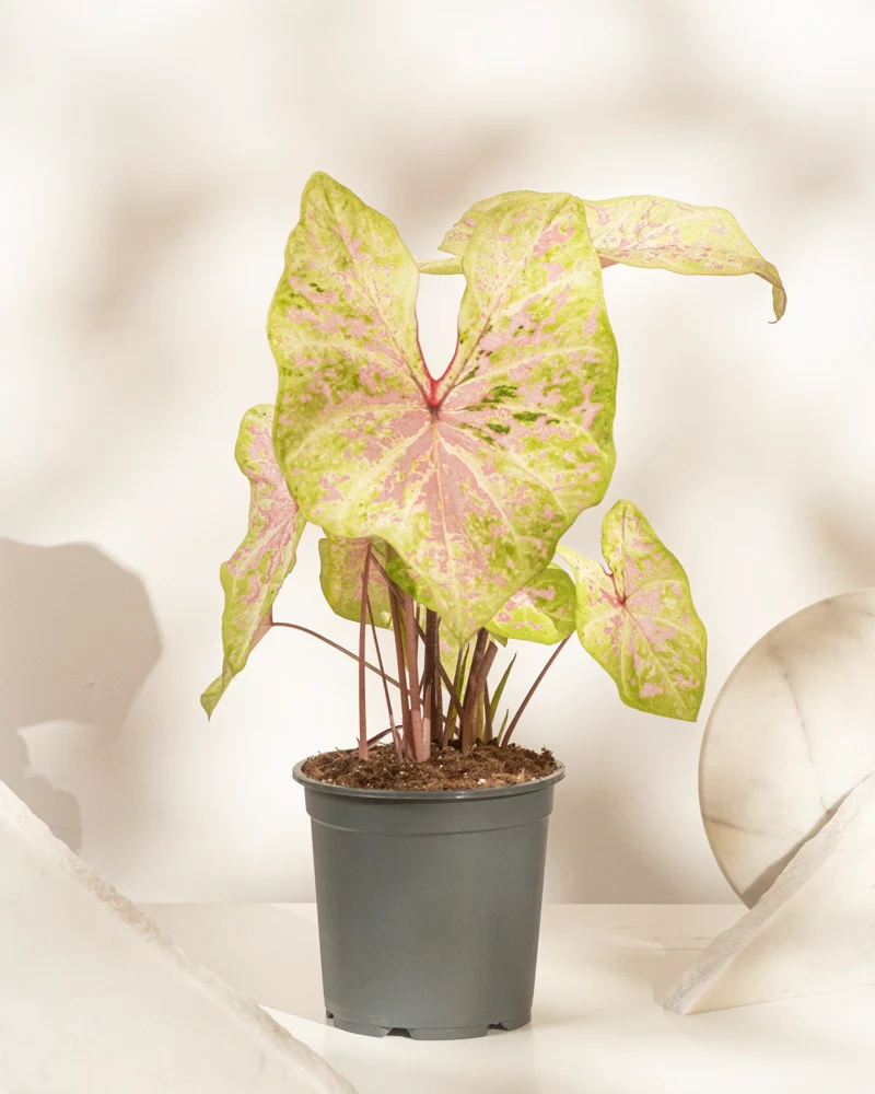 Caladium 'Seafoam Pink'