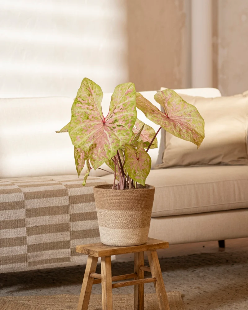Caladium 'Seafoam Pink'