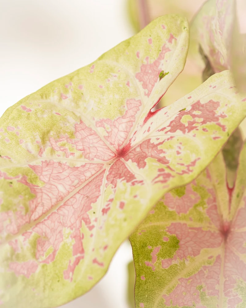 Caladium 'Seafoam Pink'