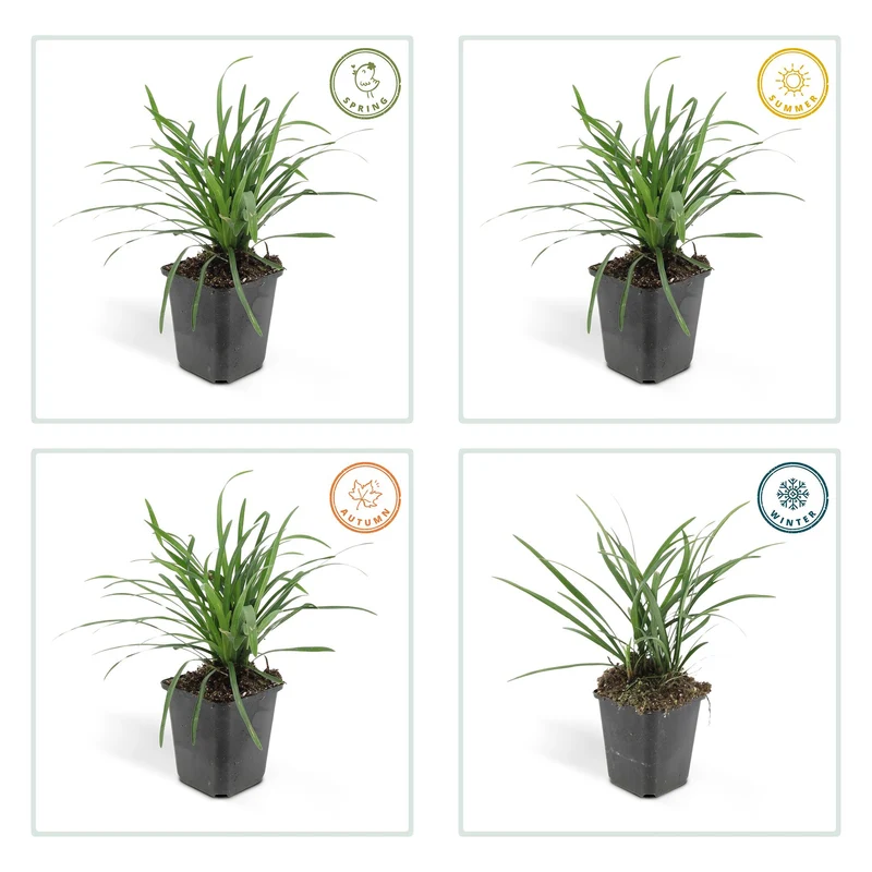 6x Liriope muscari 'Big Blue' - ↕10-25cm - Ø9cm