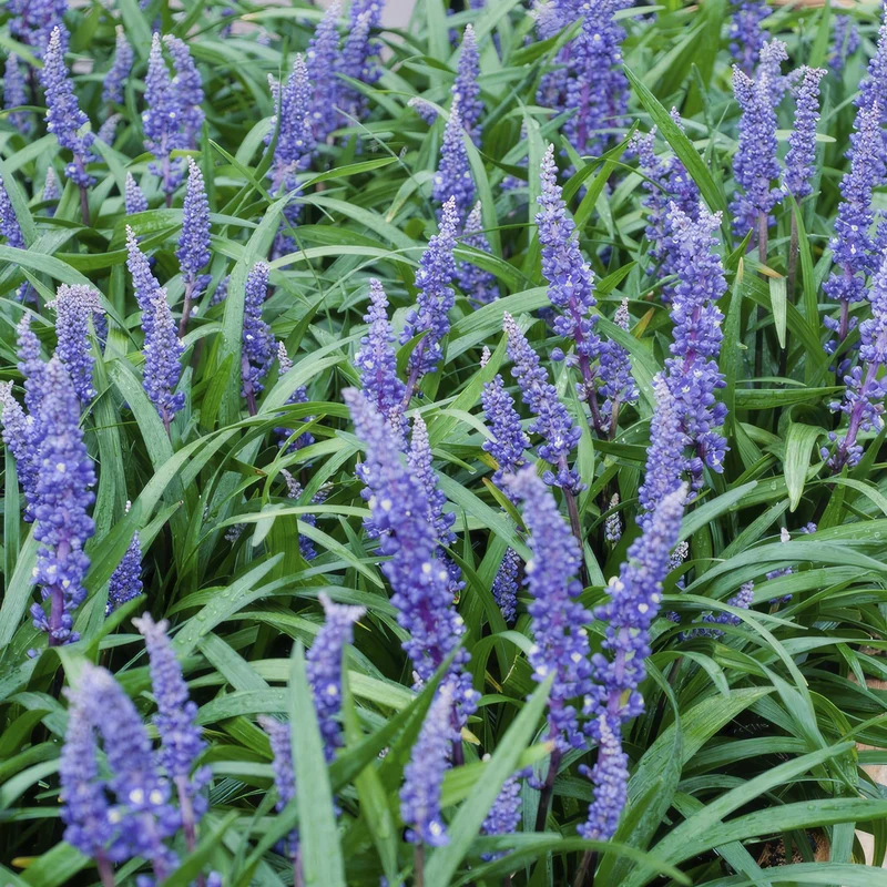 6x Liriope muscari 'Big Blue' - ↕10-25cm - Ø9cm