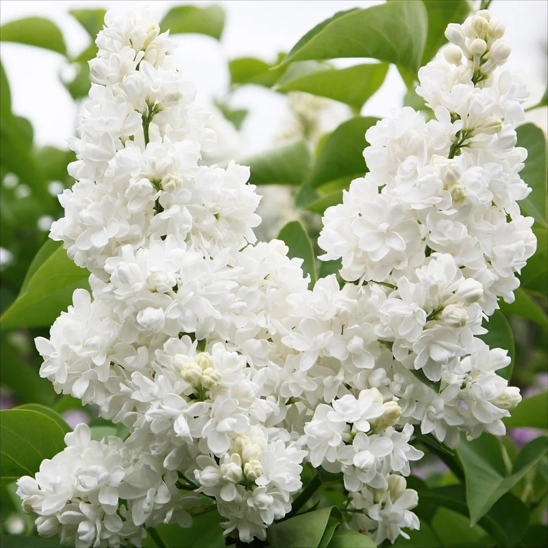 Syringa vulgaris Mme Lemoine - Hardy - White - 1 Plant - Pot 17cm - Height 45cm