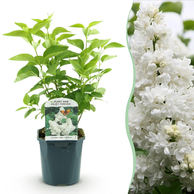 Syringa vulgaris Mme Lemoine - Hardy - White - 1 Plant - Pot 17cm - Height 45cm