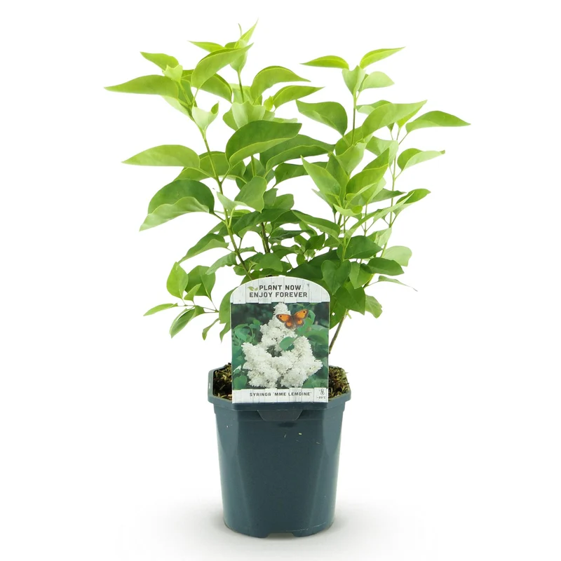 Syringa vulgaris Mme Lemoine - Hardy - White - 1 Plant - Pot 17cm - Height 45cm