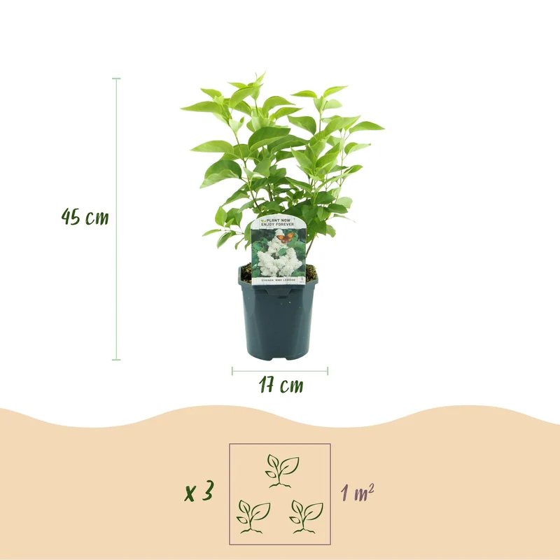 Syringa vulgaris Mme Lemoine - Hardy - White - 1 Plant - Pot 17cm - Height 45cm