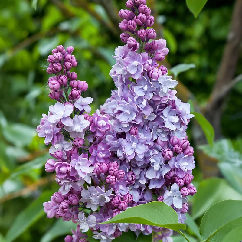 Syringa vulgaris Michel Buchner - Hardy - Pink - 1 Plant - Pot 17cm - Height 45cm
